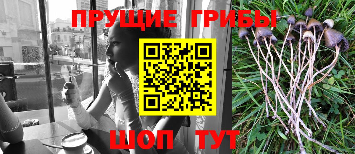 Благодарный  Псилоцибиновые грибы Cubensis  Вход с VPN  Псилоцибиновые грибы прущие грибы 